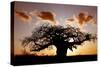 Baobab (Adansonia digitata) habit, silhouetted at sunset, South Africa-Martin Withers-Stretched Canvas