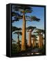 Baobab (Adansonia Grandidieri), Near Morondava, Madagascar-Andres Morya Hinojosa-Framed Stretched Canvas