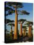 Baobab (Adansonia Grandidieri), Near Morondava, Madagascar-Andres Morya Hinojosa-Stretched Canvas
