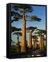 Baobab (Adansonia Grandidieri), Near Morondava, Madagascar-Andres Morya Hinojosa-Framed Stretched Canvas