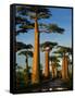 Baobab (Adansonia Grandidieri), Near Morondava, Madagascar-Andres Morya Hinojosa-Framed Stretched Canvas