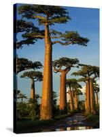 Baobab (Adansonia Grandidieri), Near Morondava, Madagascar-Andres Morya Hinojosa-Stretched Canvas