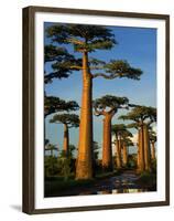 Baobab (Adansonia Grandidieri), Near Morondava, Madagascar-Andres Morya Hinojosa-Framed Premium Photographic Print