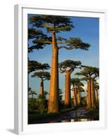 Baobab (Adansonia Grandidieri), Near Morondava, Madagascar-Andres Morya Hinojosa-Framed Premium Photographic Print