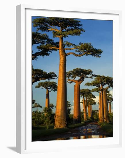 Baobab (Adansonia Grandidieri), Near Morondava, Madagascar-Andres Morya Hinojosa-Framed Premium Photographic Print