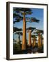 Baobab (Adansonia Grandidieri), Near Morondava, Madagascar-Andres Morya Hinojosa-Framed Premium Photographic Print