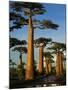 Baobab (Adansonia Grandidieri), Near Morondava, Madagascar-Andres Morya Hinojosa-Mounted Premium Photographic Print