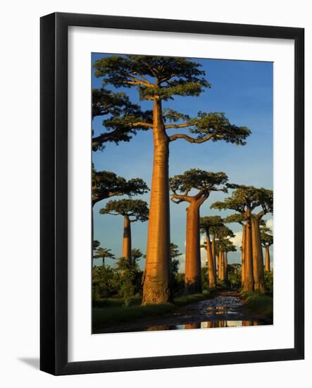 Baobab (Adansonia Grandidieri), Near Morondava, Madagascar-Andres Morya Hinojosa-Framed Photographic Print