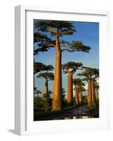 Baobab (Adansonia Grandidieri), Near Morondava, Madagascar-Andres Morya Hinojosa-Framed Photographic Print