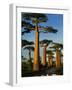 Baobab (Adansonia Grandidieri), Near Morondava, Madagascar-Andres Morya Hinojosa-Framed Photographic Print