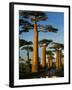 Baobab (Adansonia Grandidieri), Near Morondava, Madagascar-Andres Morya Hinojosa-Framed Photographic Print
