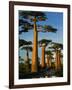 Baobab (Adansonia Grandidieri), Near Morondava, Madagascar-Andres Morya Hinojosa-Framed Photographic Print