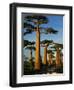 Baobab (Adansonia Grandidieri), Near Morondava, Madagascar-Andres Morya Hinojosa-Framed Photographic Print