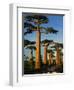 Baobab (Adansonia Grandidieri), Near Morondava, Madagascar-Andres Morya Hinojosa-Framed Photographic Print