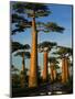 Baobab (Adansonia Grandidieri), Near Morondava, Madagascar-Andres Morya Hinojosa-Mounted Photographic Print