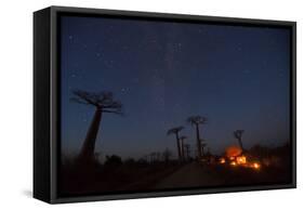 Baobab Alley, Madagascar-Art Wolfe-Framed Stretched Canvas