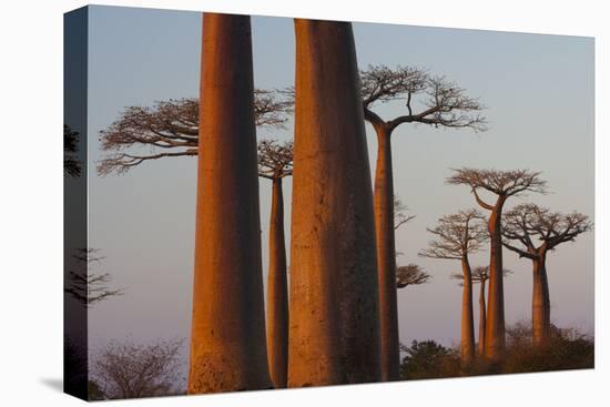 Baobab Alley, Madagascar-Art Wolfe-Stretched Canvas