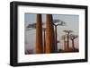 Baobab Alley, Madagascar-Art Wolfe-Framed Photographic Print