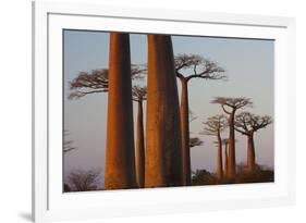Baobab Alley, Madagascar-Art Wolfe-Framed Photographic Print