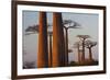 Baobab Alley, Madagascar-Art Wolfe-Framed Photographic Print