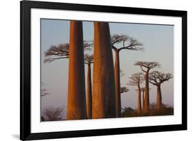 Baobab Alley, Madagascar-Art Wolfe-Framed Photographic Print