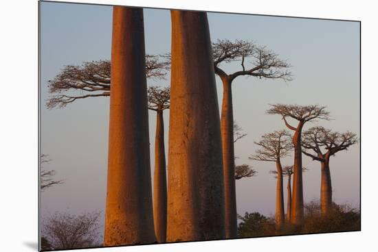 Baobab Alley, Madagascar-Art Wolfe-Mounted Photographic Print