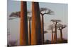 Baobab Alley, Madagascar-Art Wolfe-Mounted Photographic Print