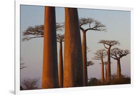 Baobab Alley, Madagascar-Art Wolfe-Framed Photographic Print