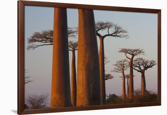 Baobab Alley, Madagascar-Art Wolfe-Framed Photographic Print