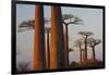 Baobab Alley, Madagascar-Art Wolfe-Framed Photographic Print