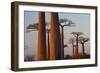 Baobab Alley, Madagascar-Art Wolfe-Framed Photographic Print