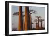 Baobab Alley, Madagascar-Art Wolfe-Framed Photographic Print