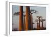 Baobab Alley, Madagascar-Art Wolfe-Framed Photographic Print