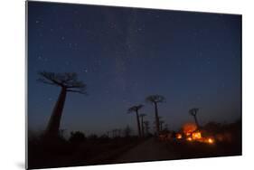 Baobab Alley, Madagascar-Art Wolfe-Mounted Photographic Print