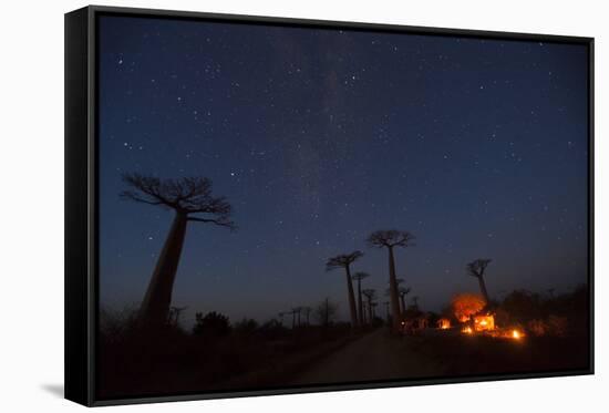 Baobab Alley, Madagascar-Art Wolfe-Framed Stretched Canvas