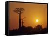 Baobab Avenue at Sunset, Madagascar-Daisy Gilardini-Framed Stretched Canvas