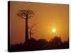 Baobab Avenue at Sunset, Madagascar-Daisy Gilardini-Stretched Canvas