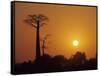 Baobab Avenue at Sunset, Madagascar-Daisy Gilardini-Framed Stretched Canvas