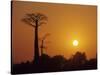 Baobab Avenue at Sunset, Madagascar-Daisy Gilardini-Stretched Canvas