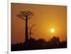 Baobab Avenue at Sunset, Madagascar-Daisy Gilardini-Framed Photographic Print