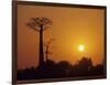 Baobab Avenue at Sunset, Madagascar-Daisy Gilardini-Framed Photographic Print