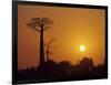 Baobab Avenue at Sunset, Madagascar-Daisy Gilardini-Framed Photographic Print