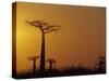 Baobab Avenue at Sunset, Madagascar-Daisy Gilardini-Stretched Canvas