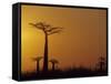 Baobab Avenue at Sunset, Madagascar-Daisy Gilardini-Framed Stretched Canvas