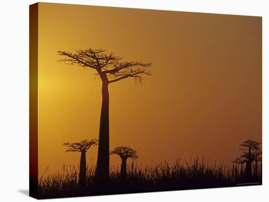 Baobab Avenue at Sunset, Madagascar-Daisy Gilardini-Stretched Canvas