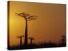 Baobab Avenue at Sunset, Madagascar-Daisy Gilardini-Stretched Canvas