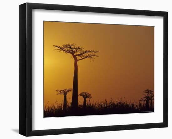 Baobab Avenue at Sunset, Madagascar-Daisy Gilardini-Framed Photographic Print