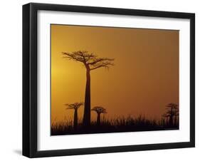 Baobab Avenue at Sunset, Madagascar-Daisy Gilardini-Framed Photographic Print