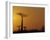 Baobab Avenue at Sunset, Madagascar-Daisy Gilardini-Framed Photographic Print