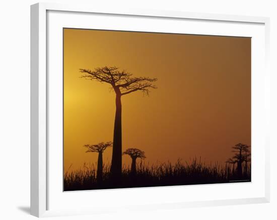 Baobab Avenue at Sunset, Madagascar-Daisy Gilardini-Framed Photographic Print